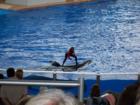 Sea World Orlando
      
