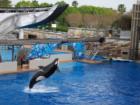 Sea World Orlando
      
