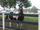 Colts Neck New Jersey Horse