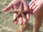 Lover's Key Starfish