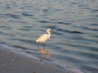 Snowy Egret on Lover's Key