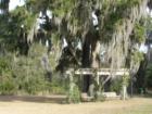 Swing under stately moss-draped live oak tree