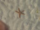 Starfish in the water at Lover's Key