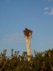 Osprey in the Nest