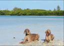 DogBeach at Lover's Key