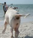 Dogbeach At Lover's Key