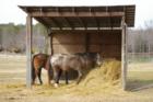 Beautiful pastures and beautiful horses are common sights in Pittsboro.  Still near the big city, but with all the feel of the country.