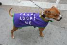 Rosie again at the Mystic Krewe of Mutts parade.  Rosie is looking for a good home.  See her at the CAAWS adoption days on Saturday afternoons on Quinn Drive, BR.