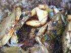 Crabbing In Beautiful Beaufort SC