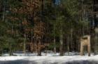 Town Forest picnic area in Pepperell