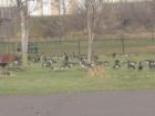 The geese lounging in Lions Park in Elk River!