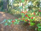 Holly Berries on the Whale Branch River