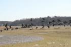 Geese take flight at town field