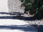 Some how the rabbit avoided the heat and the rattle snakes in Hells Half Acre to get this large. (He must be fast)