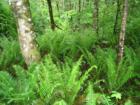lush ferns in Skamania County