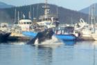 This whale watch tour didn't even leave the dock!