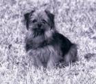 Battery Shores neighborhood Yorkie