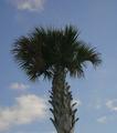 Palmetto