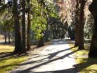 Driveway under moss-draped live oaks