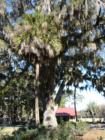 Palmetto and moss-draped live oak trees