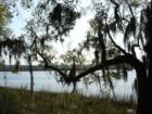 River view and moss-draped live oak tree