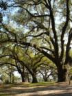 Live oak trees at Bull Point