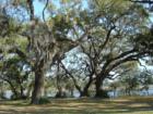 Live oak trees at Bull Point