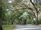 Dogwood and moss-laden live oak trees along the road 