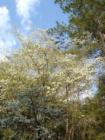 Dogwood tree in bloom at Bull Point