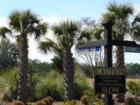 Palmetto trees