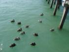 Pelicans in the water by the Naples Pier