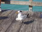 Birdie on the Pier