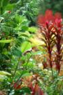 Plants in our garden