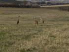 Sandhill Cranes in Big Horn, WY.
      Photo by John chase