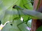 A garden visitor, August 2007