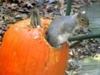 Squirrel in pumpkin, January 2008