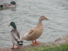 Lots of water fowl reside in the lakes of Cinco Ranch, ducks, giant blue herons, egrets, and many more.  There 2 seem to be thinking, "Let's go this way, no let's go this way" :).  I always see somthing to smile about on my walks around the lake!