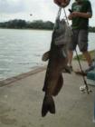 A close up of the 10 lb. cat fish caught in South Lake at Cinco Ranch on 2-3-08 by Bobby Lemons, who was fishing with his son, Kregg.  Was an exciting afternoon on the lake today :).  Caught on a hot dog!