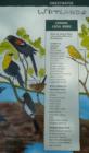 Bird list at Sweetwater Wetlands, Tucson