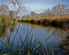 Pond at Sweetwater Wetlands, Tucson