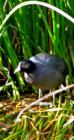 Coot, Sweetwater Wetlands, Tucson