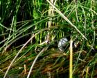 Coot in bullrushes, Sweetwater Wetlands, Tucson