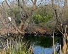 Shoveler Ducks, Sweetwater Wetlands, Tucson