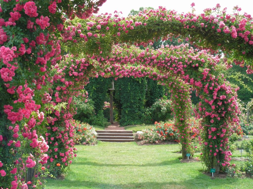 The Elizabeth Park Rose Gardens