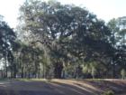 Stately Live Oak Tree