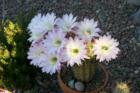 Blooming Cactus