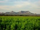 Dona Ana Mountains (taken from Simpson Farm)