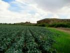 Cabbage Field by West Mesa