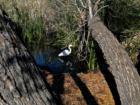 Snowy egret, Sweetwater Wetlands, Tucson