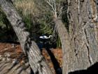 Snowy egret hunting, Sweetwater Wetlands, Tucson